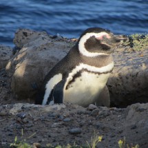 Magellanic Penguin in his nest